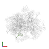 Large ribosomal subunit protein bL27m in PDB entry 7a5i, assembly 1, front view.