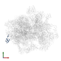 Large ribosomal subunit protein mL50 in PDB entry 7a5i, assembly 1, front view.