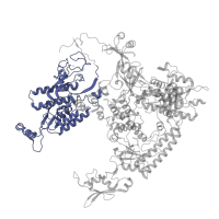 The deposited structure of PDB entry 7a6h contains 1 copy of Pfam domain PF04997 (RNA polymerase Rpb1, domain 1) in DNA-directed RNA polymerase III subunit RPC1. Showing 1 copy in chain A.