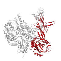 The deposited structure of PDB entry 7a6h contains 1 copy of Pfam domain PF00562 (RNA polymerase Rpb2, domain 6) in DNA-directed RNA polymerase III subunit RPC2. Showing 1 copy in chain B.