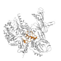 The deposited structure of PDB entry 7a6h contains 1 copy of Pfam domain PF04565 (RNA polymerase Rpb2, domain 3) in DNA-directed RNA polymerase III subunit RPC2. Showing 1 copy in chain B.