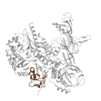 The deposited structure of PDB entry 7a6h contains 1 copy of Pfam domain PF04567 (RNA polymerase Rpb2, domain 5) in DNA-directed RNA polymerase III subunit RPC2. Showing 1 copy in chain B.