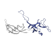 The deposited structure of PDB entry 7a6h contains 1 copy of Pfam domain PF08292 (RNA polymerase III subunit Rpc25) in DNA-directed RNA polymerase III subunit RPC8. Showing 1 copy in chain G.