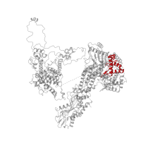 The deposited structure of PDB entry 7aav contains 1 copy of Pfam domain PF10598 (RNA recognition motif of the spliceosomal PrP8) in Pre-mRNA-processing-splicing factor 8. Showing 1 copy in chain J [auth A].