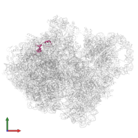 Large ribosomal subunit protein bL35 in PDB entry 7abz, assembly 1, front view.