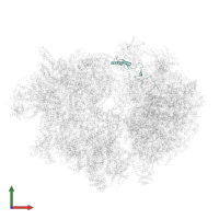 bL31m in PDB entry 7ane, assembly 1, front view.
