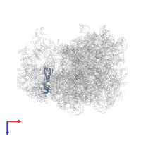 Large ribosomal subunit protein uL6 in PDB entry 7as8, assembly 1, top view.