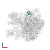 Large ribosomal subunit protein uL15 in PDB entry 7as8, assembly 1, front view.