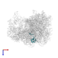 Large ribosomal subunit protein uL15 in PDB entry 7as8, assembly 1, top view.