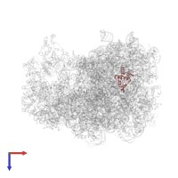 Large ribosomal subunit protein bL17 in PDB entry 7as8, assembly 1, top view.