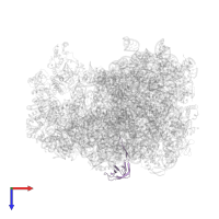 Large ribosomal subunit protein bL21 in PDB entry 7as8, assembly 1, top view.