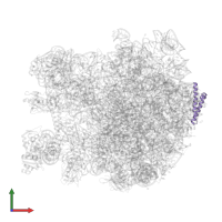 Large ribosomal subunit protein uL29 in PDB entry 7as8, assembly 1, front view.