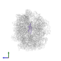 Large ribosomal subunit protein uL29 in PDB entry 7as8, assembly 1, side view.