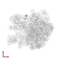 Large ribosomal subunit protein bL33A in PDB entry 7as8, assembly 1, front view.