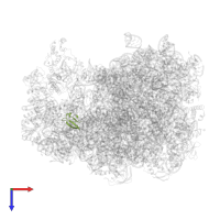 Large ribosomal subunit protein bL36 in PDB entry 7as8, assembly 1, top view.