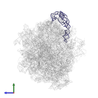 5S ribosomal RNA in PDB entry 7asp, assembly 1, side view.