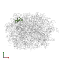 Large ribosomal subunit protein uL5 in PDB entry 7bhp, assembly 1, front view.