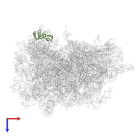 Large ribosomal subunit protein uL5 in PDB entry 7bhp, assembly 1, top view.