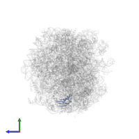 Large ribosomal subunit protein eL31 in PDB entry 7bhp, assembly 1, side view.