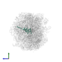 Large ribosomal subunit protein uL30 in PDB entry 7bhp, assembly 1, side view.