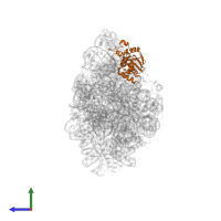 Small ribosomal subunit protein uS4 in PDB entry 7bod, assembly 1, side view.