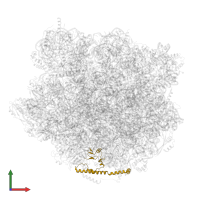 Ribosome biogenesis protein RLP24 in PDB entry 7bt6, assembly 1, front view.