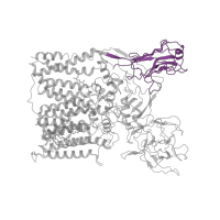 The deposited structure of PDB entry 7bvc contains 1 copy of Pfam domain PF17689 (Arabinosyltransferase concanavalin like domain) in Probable arabinosyltransferase B. Showing 1 copy in chain A.