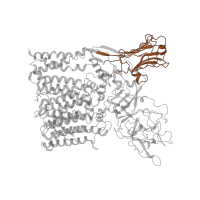 The deposited structure of PDB entry 7bvc contains 1 copy of Pfam domain PF17689 (Arabinosyltransferase concanavalin like domain) in Probable arabinosyltransferase A. Showing 1 copy in chain B.