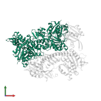 Actin, alpha skeletal muscle in PDB entry 7ccc, assembly 1, front view.