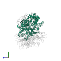Actin, alpha skeletal muscle in PDB entry 7ccc, assembly 1, side view.