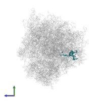 Large ribosomal subunit protein eL15 in PDB entry 7cpu, assembly 1, side view.