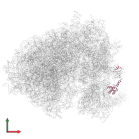 Small ribosomal subunit protein eS17 in PDB entry 7cpu, assembly 1, front view.