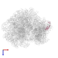 Small ribosomal subunit protein eS17 in PDB entry 7cpu, assembly 1, top view.