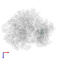 Small ribosomal subunit protein eS19 in PDB entry 7cpu, assembly 1, top view.