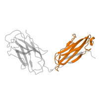 The deposited structure of PDB entry 7czu contains 6 copies of Pfam domain PF07654 (Immunoglobulin C1-set domain) in Immunoglobulin gamma-1 heavy chain. Showing 3 copies in chain F [auth H] (some of the copies are out of the observed residue ranges!).