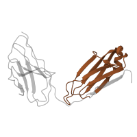 The deposited structure of PDB entry 7czu contains 2 copies of Pfam domain PF07654 (Immunoglobulin C1-set domain) in Ig-like domain-containing protein. Showing 1 copy in chain G [auth K].