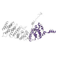 The deposited structure of PDB entry 7d4i contains 1 copy of Pfam domain PF03914 (CBF/Mak21 family) in Nucleolar complex protein 4. Showing 1 copy in chain HB [auth RO].