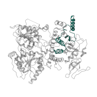 The deposited structure of PDB entry 7d4i contains 1 copy of Pfam domain PF21010 (Helicase associated domain (HA2), ratchet-like) in Probable ATP-dependent RNA helicase DHR1. Showing 1 copy in chain NB [auth RZ].