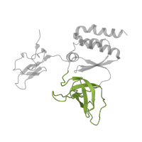 The deposited structure of PDB entry 7d4i contains 1 copy of Pfam domain PF21262 (Exosome complex component RRP40, S1 domain) in Exosome complex component RRP40. Showing 1 copy in chain WB [auth R0].