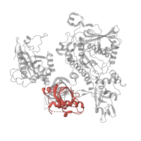 The deposited structure of PDB entry 7d4i contains 1 copy of Pfam domain PF17216 (Rrp44-like cold shock domain) in Exosome complex exonuclease DIS3. Showing 1 copy in chain ZB [auth R4].