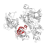 The deposited structure of PDB entry 7d4i contains 1 copy of Pfam domain PF17849 (Dis3-like cold-shock domain 2 (CSD2)) in Exosome complex exonuclease DIS3. Showing 1 copy in chain ZB [auth R4].