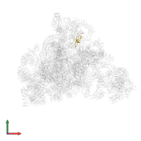 Small ribosomal subunit protein uS17A in PDB entry 7d4i, assembly 1, front view.