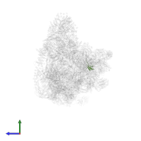 Small ribosomal subunit protein uS11A in PDB entry 7d4i, assembly 1, side view.