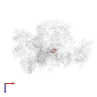 Small ribosomal subunit protein uS8B in PDB entry 7d4i, assembly 1, top view.