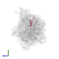 Small ribosomal subunit protein uS5 in PDB entry 7d80, assembly 1, side view.