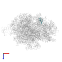 Small ribosomal subunit protein uS11 in PDB entry 7d80, assembly 1, top view.