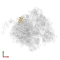 Large ribosomal subunit protein bL17 in PDB entry 7d80, assembly 1, front view.