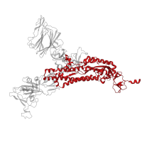 The deposited structure of PDB entry 7dzx contains 3 copies of Pfam domain PF01601 (Coronavirus spike glycoprotein S2) in Spike glycoprotein. Showing 1 copy in chain A.