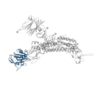 The deposited structure of PDB entry 7ke4 contains 3 copies of Pfam domain PF09408 ( Betacoronavirus spike glycoprotein S1, receptor binding) in Spike glycoprotein. Showing 1 copy in chain A.