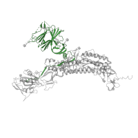 The deposited structure of PDB entry 7ke4 contains 3 copies of Pfam domain PF16451 ( Betacoronavirus-like spike glycoprotein S1, N-terminal) in Spike glycoprotein. Showing 1 copy in chain A.